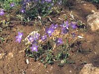 Campanula ramosissima