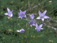 Campanula ramosissima 3, Saxifraga-Jan van der Straaten
