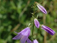 Campanula rapunculoides, Creeping Bellflower