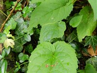 Campanula rapunculoides 10, Akkerklokje, Saxifraga-Rutger Barendse