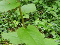 Campanula rapunculoides 11, Akkerklokje, Saxifraga-Rutger Barendse