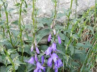 Campanula rapunculoides 22, Akkerklokje, Saxifraga-Rutger Barendse