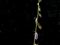 Campanula rapunculoides 8, Akkerklokje, Saxifraga-Marijke Verhagen