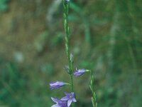 Campanula rapunculus, Rampion Bellflower