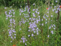 Campanula rapunculus 10, Rapunzelklokje, Saxifraga-Rutger Barendse