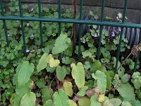 Campanula rapunculus 11, Rapunzelklokje, Saxifraga-Rutger Barendse