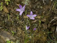 Campanula rapunculus 12, Rapunzelklokje, Saxifraga-Willem van Kruijsbergen
