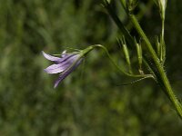 Campanula rapunculus 15, Rapunzelklokje, Saxifraga-Jan van der Straaten
