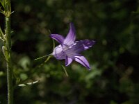 Campanula rapunculus 20, Rapunzelklokje, Saxifraga-Jan van der Straaten