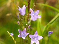 Campanula rapunculus 25, Rapunzelklokje, Saxifraga-Bart Vastenhouw