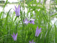 Campanula rapunculus 30, Rapunzelklokje, Saxifraga-Rutger Barendse