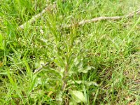 Campanula rapunculus 34, Rapunzelklokje, Saxifraga-Rutger Barendse