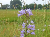 Campanula rapunculus 38, Rapunzelklokje, Saxifraga-Ed Stikvoort