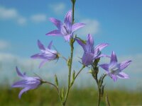 Campanula rapunculus 39, Rapunzelklokje, Saxifraga-Ed Stikvoort