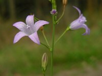 Campanula rapunculus 42, Rapunzelklokje, Saxifraga-Ed Stikvoort