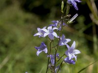 Campanula rapunculus 44, Rapunzelklokje, Saxifraga-Jan van der Straaten