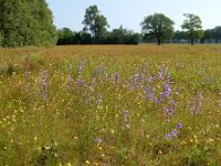 Campanula rapunculus 52, Rapunzelklokje, Saxifraga-Ed Stikvoort