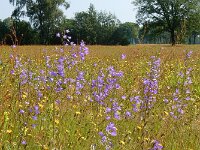 Campanula rapunculus 54, Rapunzelklokje, Saxifraga-Ed Stikvoort