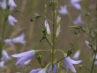 Campanula rapunculus 63, Rapunzelklokje, Saxifraga-Willem van Kruijsbergen
