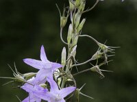 Campanula rapunculus 64, Rapunzelklokje, Saxifraga-Willem van Kruijsbergen