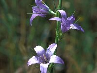 Campanula rapunculus 72, Rapunzelklokje, Saxifraga-Jan van der Straaten