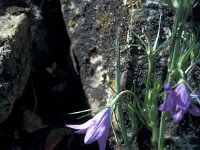Campanula rapunculus 73, Rapunzelklokje, Saxifraga-Jan van der Straaten