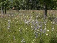 Campanula rapunculus 74, Rapunzelklokje, Saxifraga-Willem van Kruijsbergen