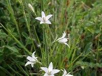 Campanula rapunculus 8, Rapunzelklokje, Saxifraga-Jeroen Willemsen