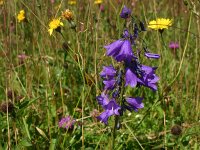 Campanula recta
