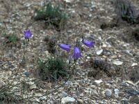 Campanula recta 2, Saxifraga-Jan van der Straaten
