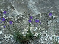 Campanula recta 3, Saxifraga-Jan van der Straaten