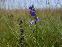 Campanula recta 4, Saxifraga-Dirk Hilbers