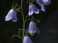 Campanula rhomboidales, Broad-leaved Harebell