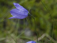 Campanula rotundifolia, Harebell