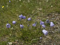Campanula rotundifolia 11, Grasklokje, Saxifraga-Jan van der Straaten