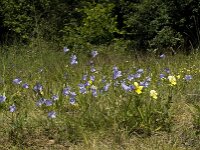 Campanula rotundifolia 12, Grasklokje, Saxifraga-Willem van Kruijsbergen