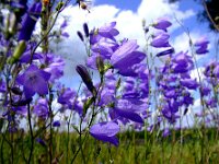 Campanula rotundifolia 13, Grasklokje, Saxifraga-Rudmer Zwerver