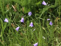 Campanula rotundifolia 18, Grasklokje, Saxifraga-Peter Meininger