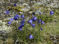Campanula rotundifolia 2, Grasklokje, Saxifraga-Willem van Kruijsbergen