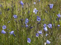 Campanula rotundifolia 20, Grasklokje, Saxifraga-Jan van der Straaten