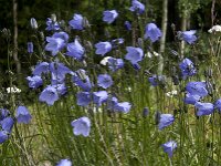 Campanula rotundifolia 22, Grasklokje, Saxifraga-Jan van der Straaten