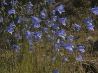 Campanula rotundifolia 23, Grasklokje, Saxifraga-Jan van der Straaten