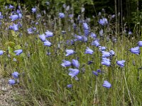 Campanula rotundifolia 25, Grasklokje, Saxifraga-Jan van der Straaten
