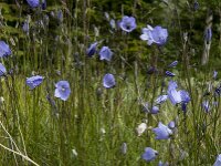 Campanula rotundifolia 26, Grasklokje, Saxifraga-Jan van der Straaten