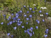 Campanula rotundifolia 27, Grasklokje, Saxifraga-Jan van der Straaten