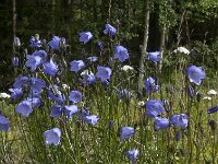 Campanula rotundifolia 30, Grasklokje, Saxifraga-Jan van der Straaten