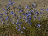 Campanula rotundifolia 31, Grasklokje, Saxifraga-Jan van der Straaten