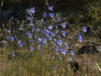 Campanula rotundifolia 32, Grasklokje, Saxifraga-Jan van der Straaten
