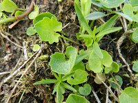 Campanula rotundifolia 34, Grasklokje, Saxifraga-Rutger Barendse