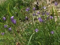 Campanula rotundifolia 4, Grasklokje, Saxifraga-Marijke Verhagen